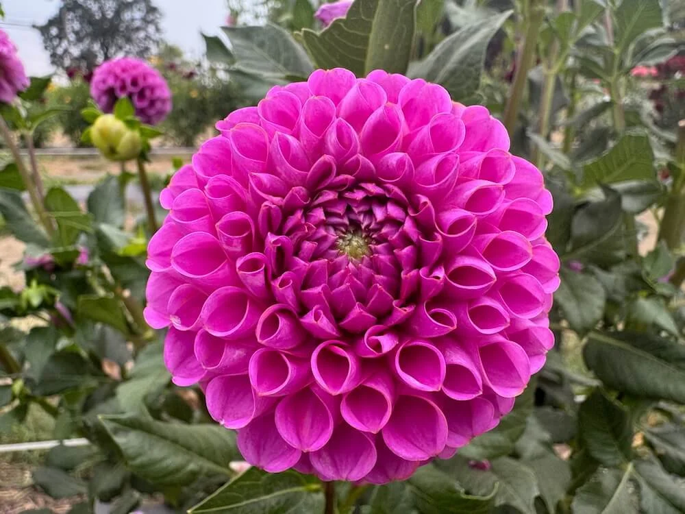 Dahlia 'Isabel' 03.jpeg