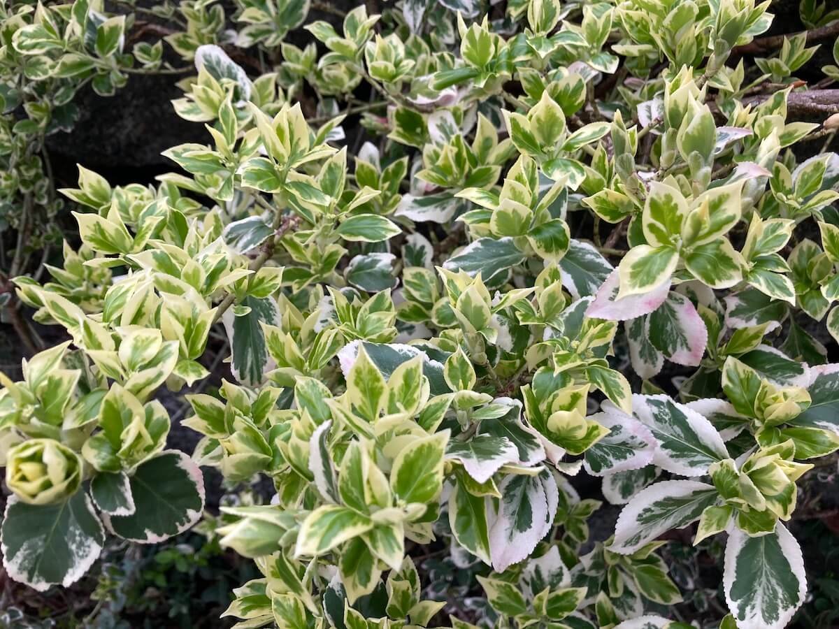 Euonymus fortunei 'Emerald Gaiety' 05.jpeg