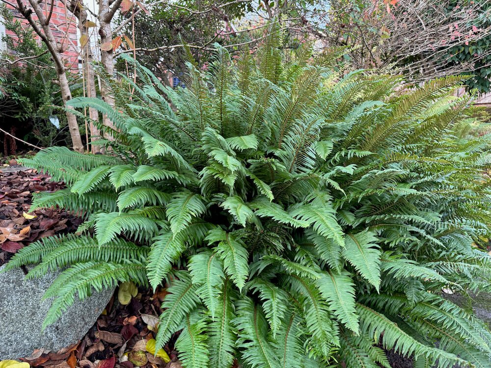 Polystichum munitum 07.jpeg