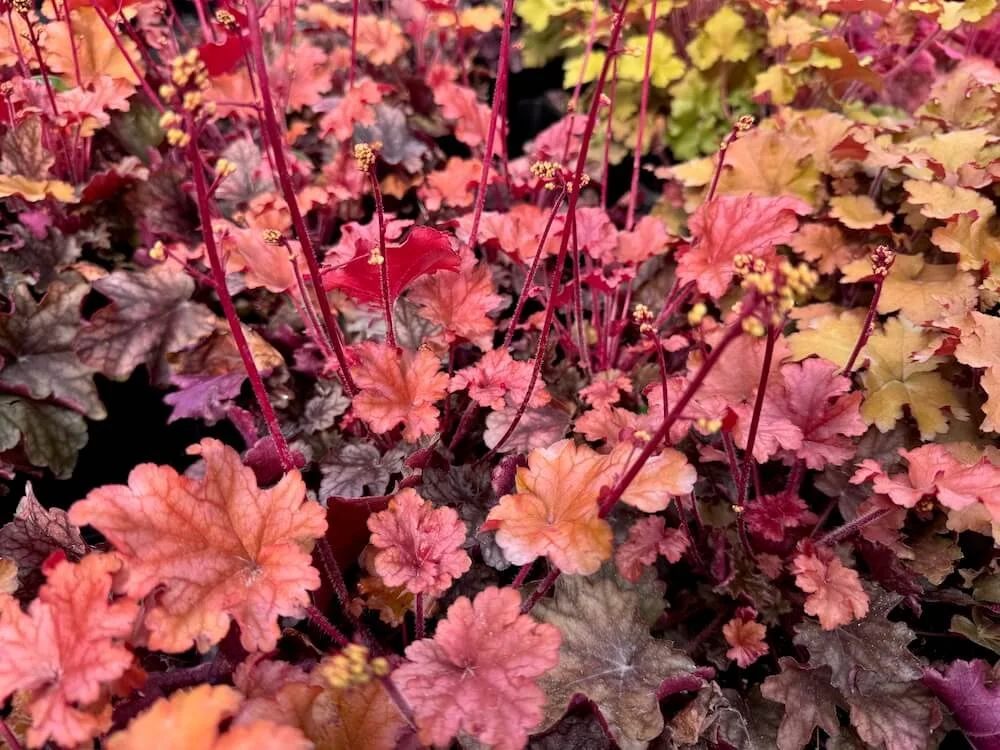 Heuchera 'Peach Flambe' 02.jpeg