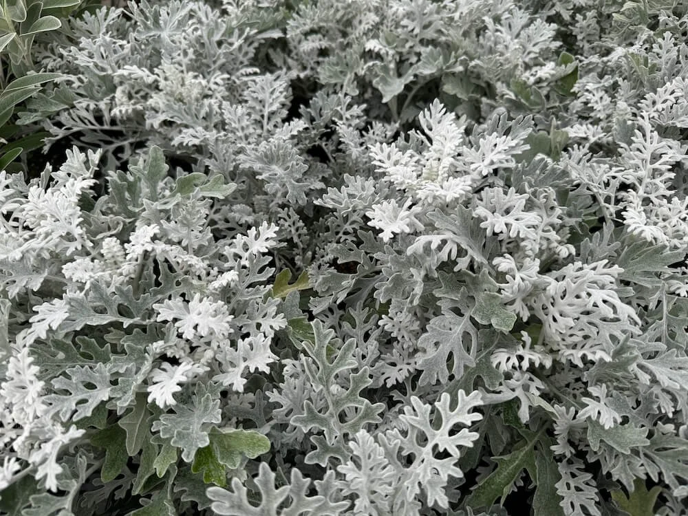 Senecio cineraria 'Silverdust' 02.jpeg