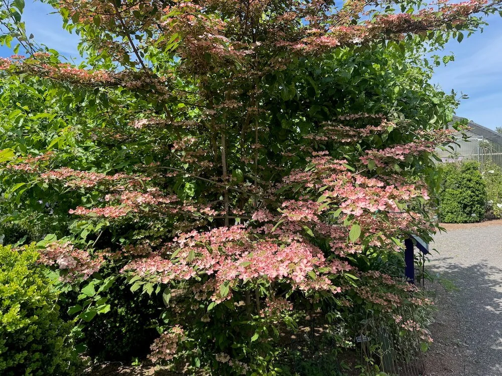 Viburnum plicatum f. tomentosum 'Molly Schroeder' 03.jpeg