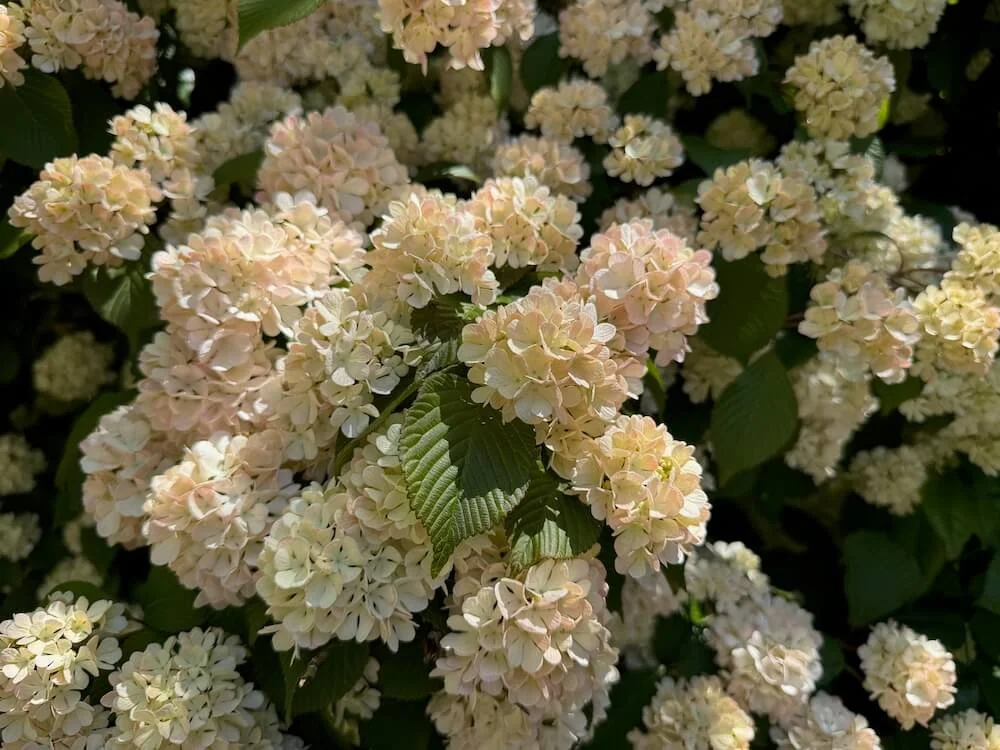 Viburnum plicatum f. plicatum 'Mary Milton' | Mary Milton Japanese Snowball Tree