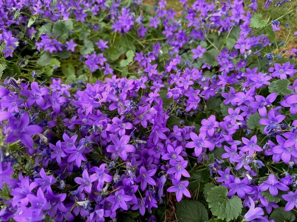 Campanula portenschlagiana 03.jpeg