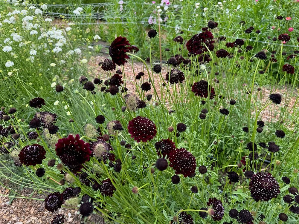 Scabiosa atropurpurea 'Black Cat' 03.jpeg