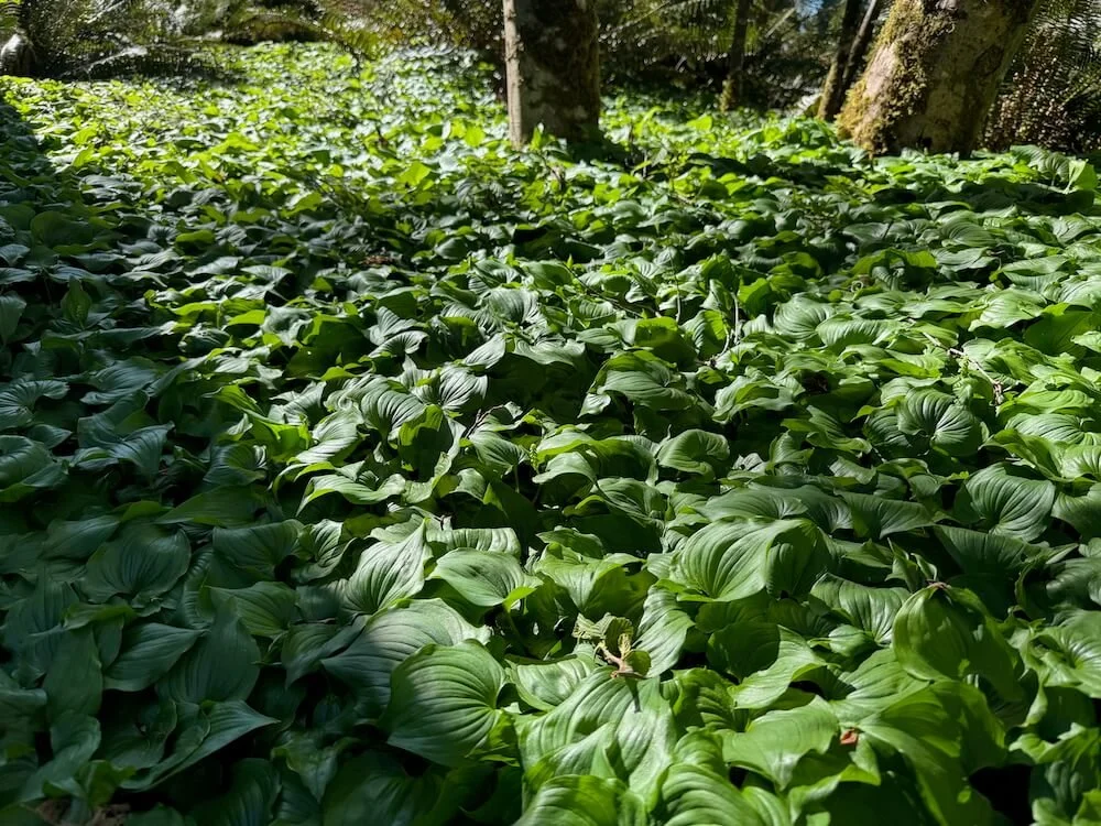Maianthemum dilatatum 04.jpeg