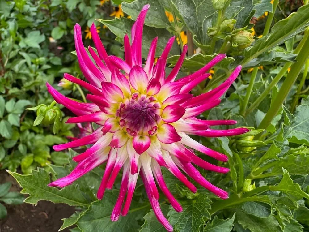 Dahlia 'Tanjoh' 01.jpeg