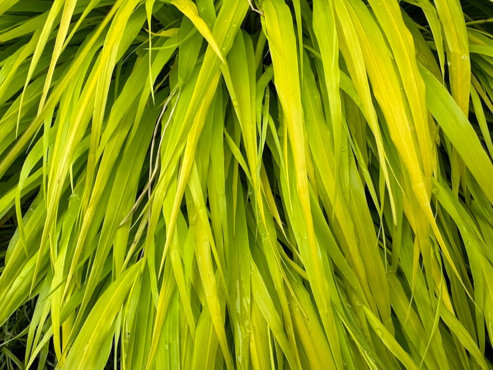Hakonechloa macra ‘All Gold’ 01.jpeg