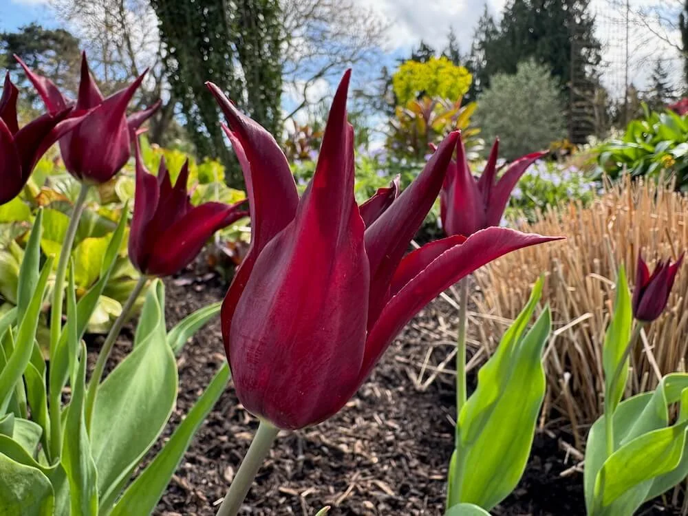 Tulipa 'Sarah Raven' 02.jpeg