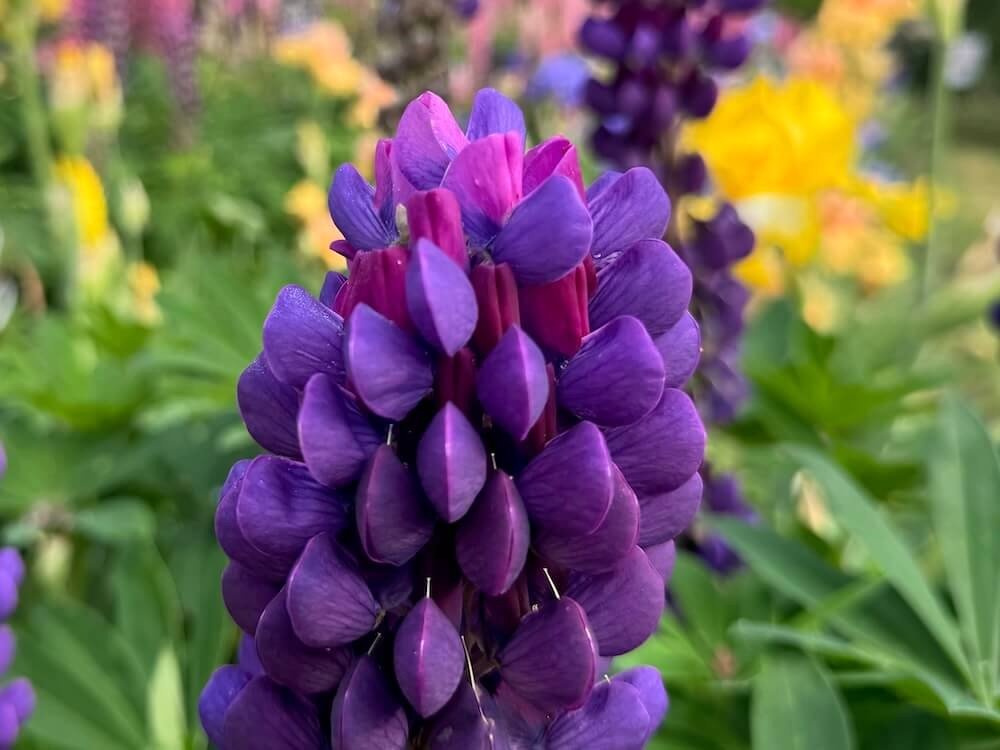 Lupinus polyphyllus Westcountry 'Masterpiece' 03.jpeg