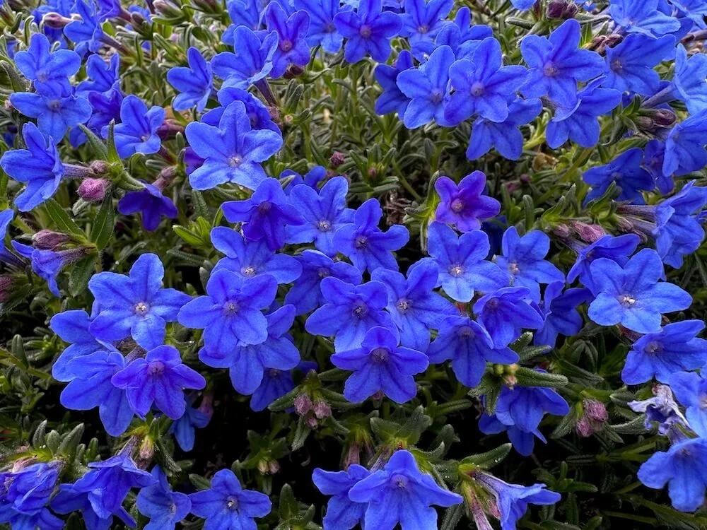 Lithodora diffusa 'Grace Ward' 13.jpeg
