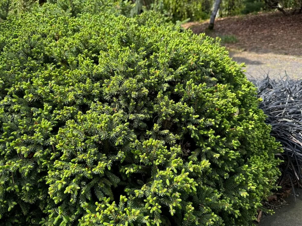 Picea mariana 'Ericoides' 03.jpeg
