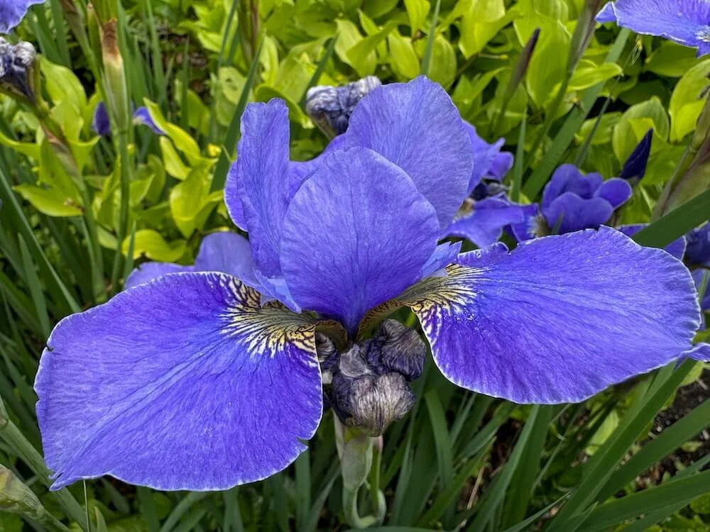 Iris sibirica 'Silver Edge' 06.jpeg