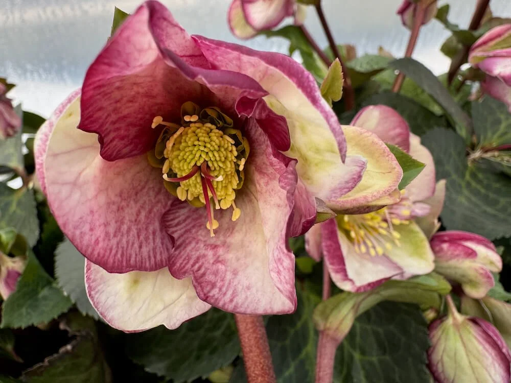 Helleborus x Frostkiss 'Glenda's Gloss' 03.jpeg
