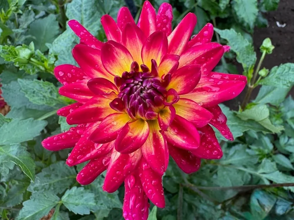 Dahlia 'Macalister's Pride' 03.jpeg