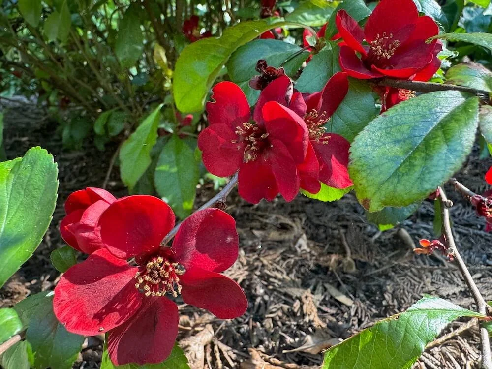 Chaenomeles japonica 'Atsuya Hamada' 01.jpeg