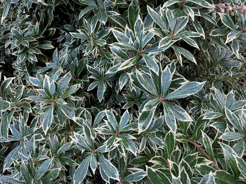 Pieris 'Little Heath' 08.jpeg