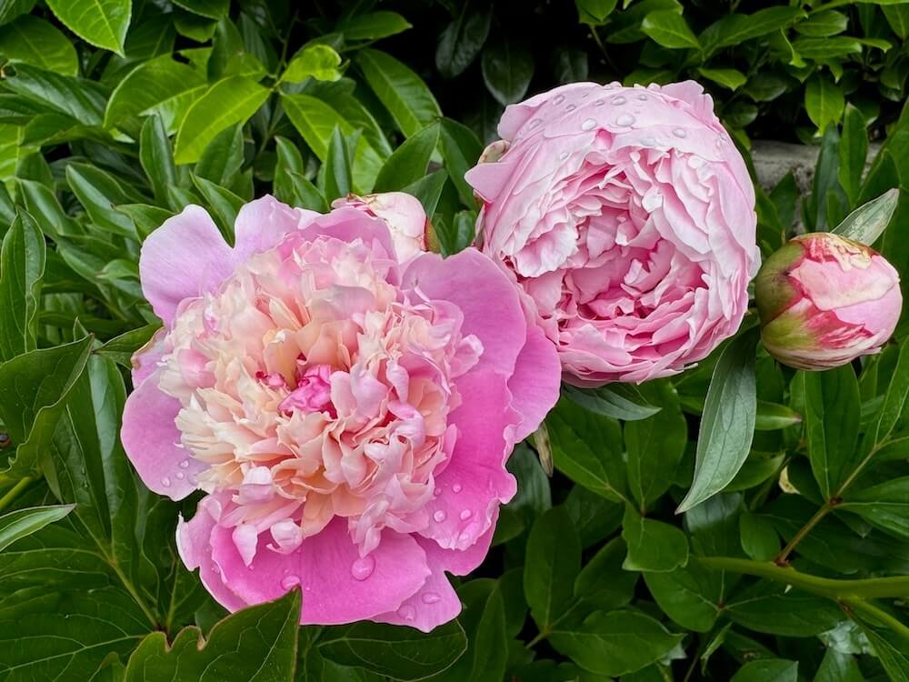 Paeonia lactiflora 'Lady Anna' 02.jpeg