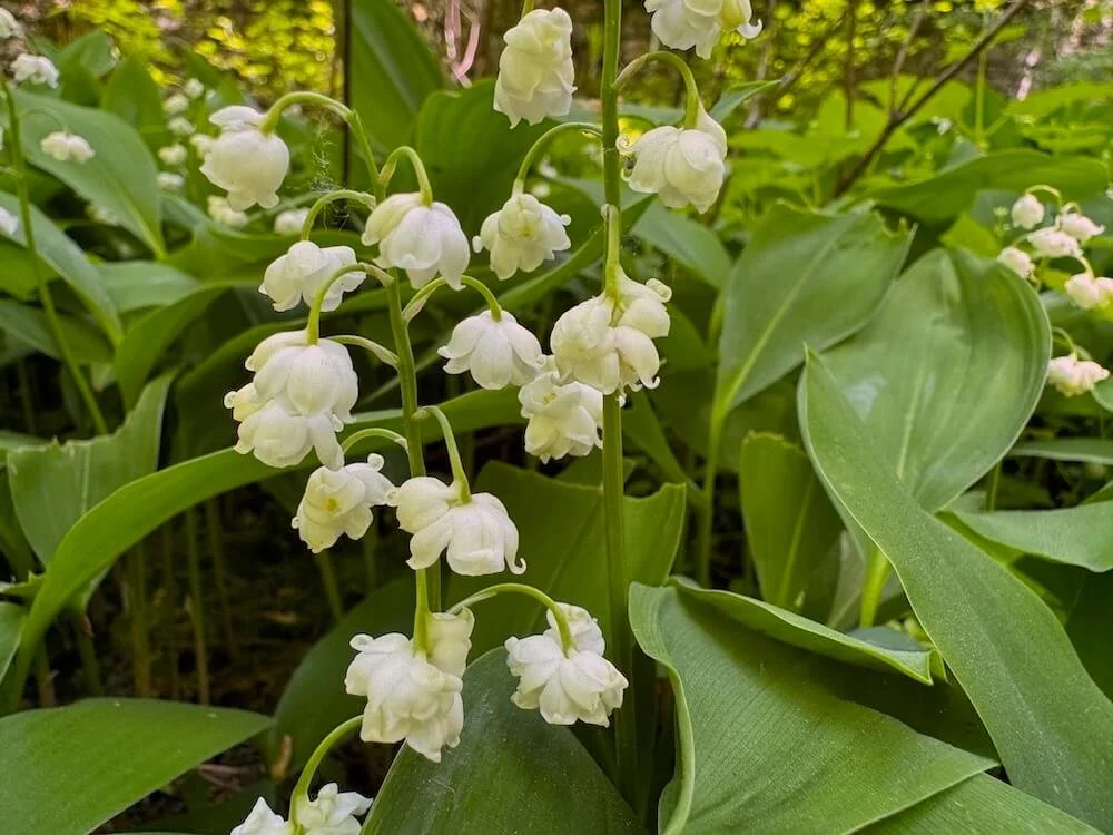 Convallaria majalis 'Prolificans' | Prolificans Lily of the Valley