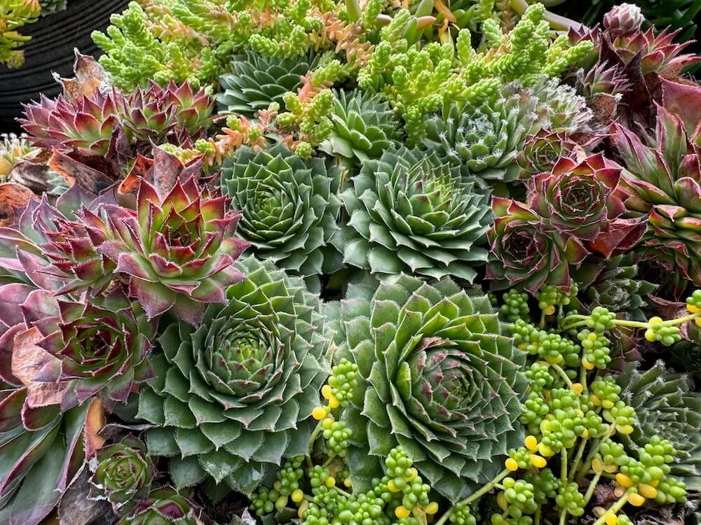 Sempervivum 'Green Wheel' 02.jpeg
