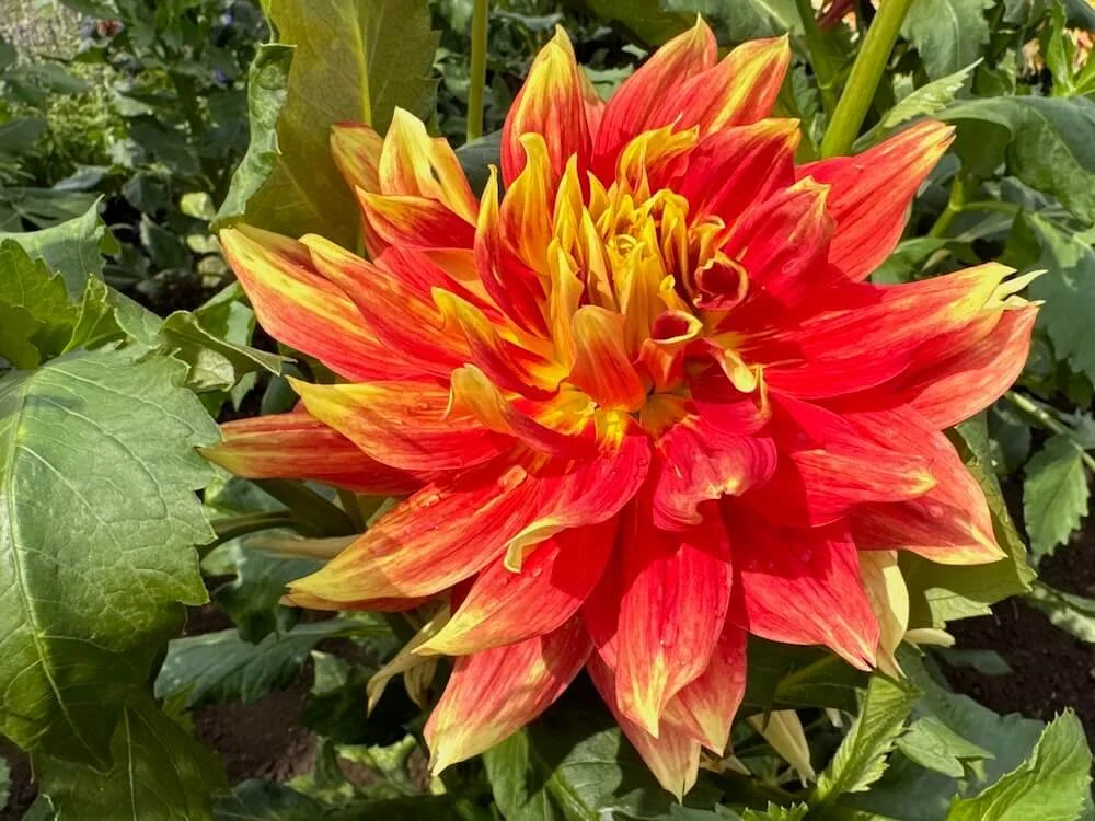Dahlia 'OMG' 07.jpeg