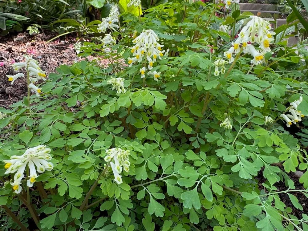 Corydalis ochroleuca 03.jpeg