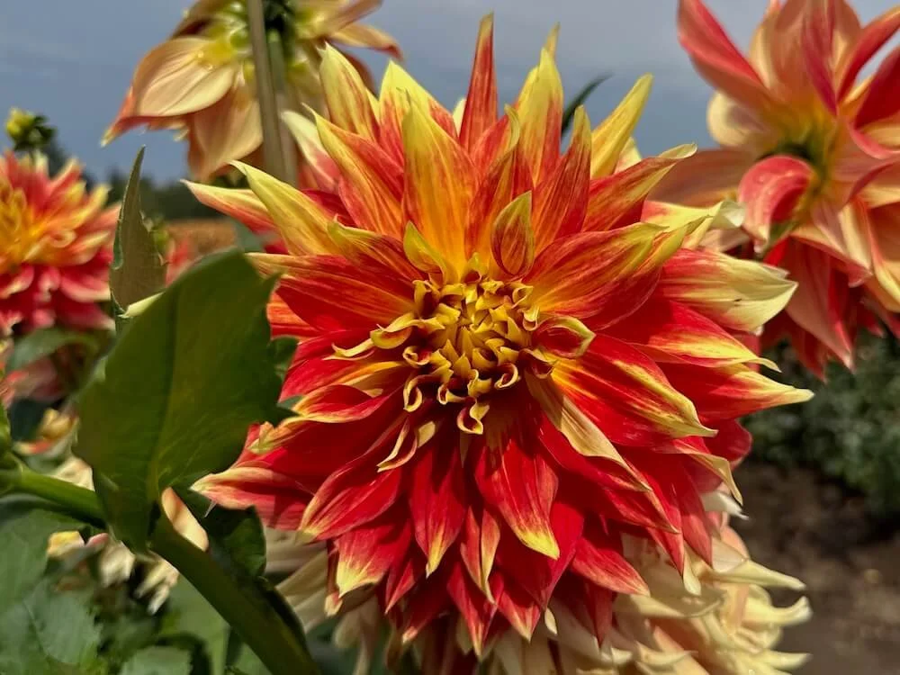 Dahlia 'OMG' 05.jpeg