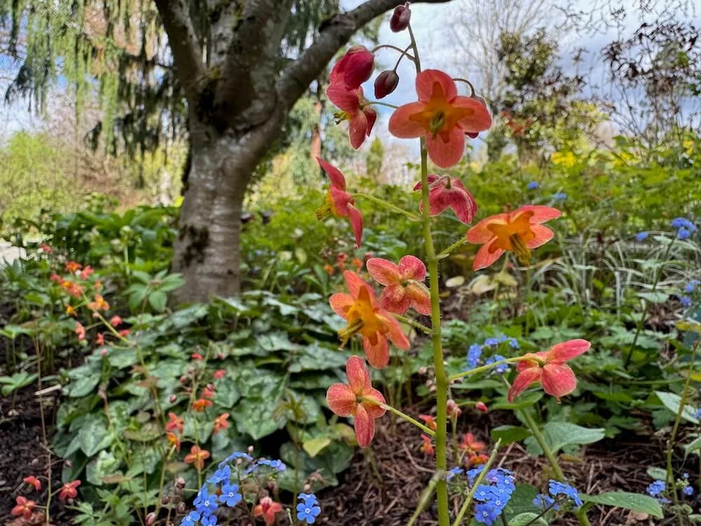 Epimedium x warleyense 'Orangekonigin' 01.jpeg