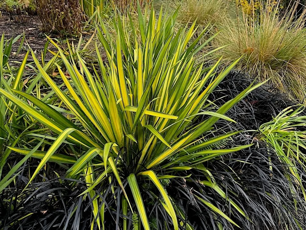 Yucca filamentosa 'Garland Gold' 04.jpeg