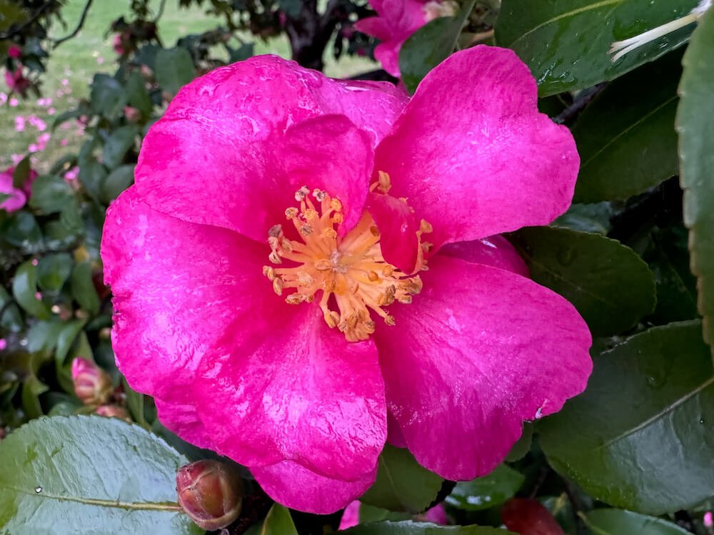 Camellia sasanqua 'Sekiyo' 03.jpeg