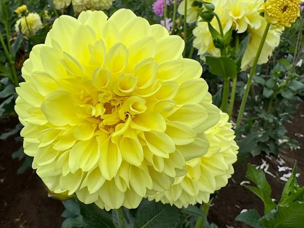 Dahlia 'A-Peeling' 02.jpeg