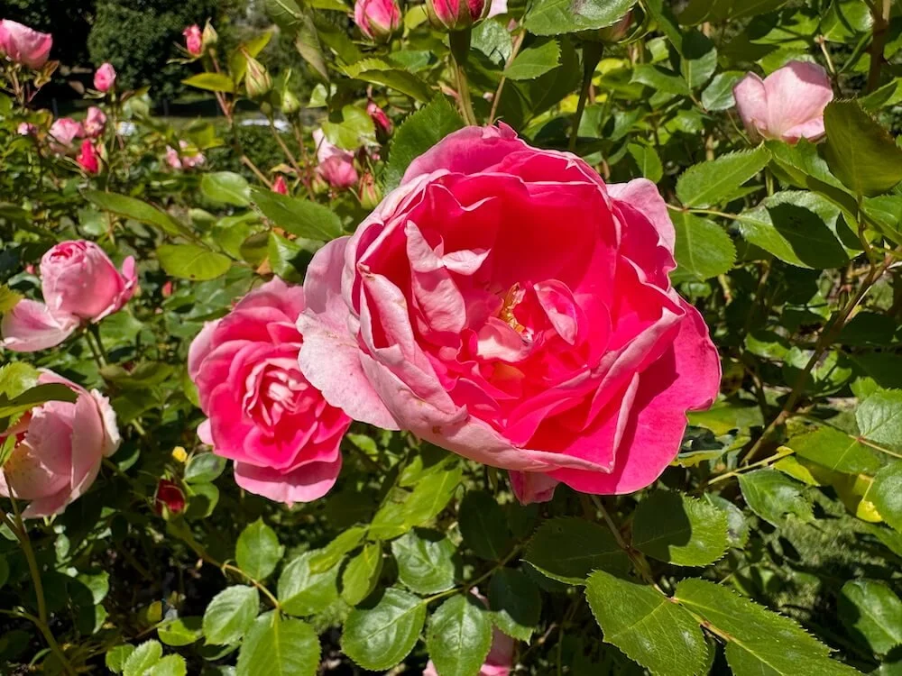 Rosa 'Carefree Wonder' 05.jpeg