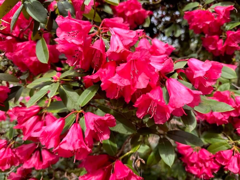Rhododendron 'Leo Friedman' 02.jpeg