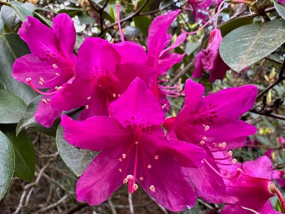 Rhododendron concinuum 01.jpeg