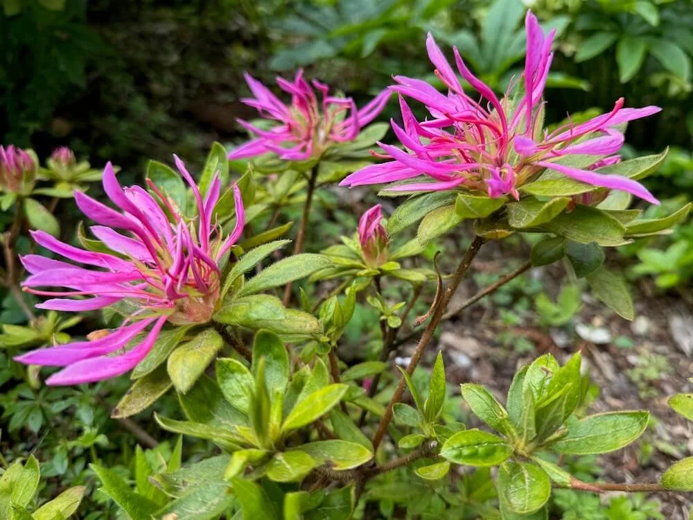 Rhododendron stenopetalum 'Purple Dragon' 02.jpeg