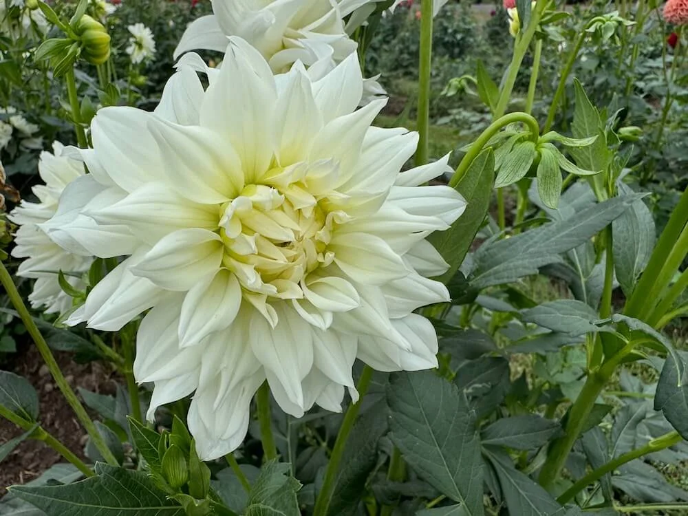 Dahlia 'Hudson's Ice' 02.jpeg
