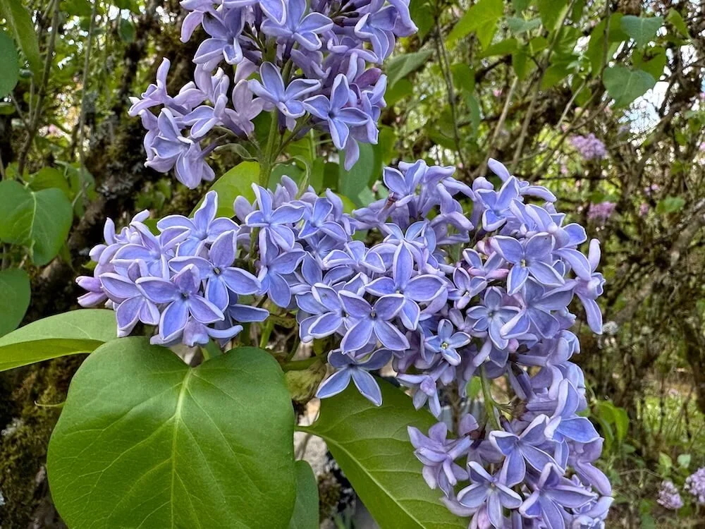 Syringa vulgaris 'President Lincoln' 01.jpeg