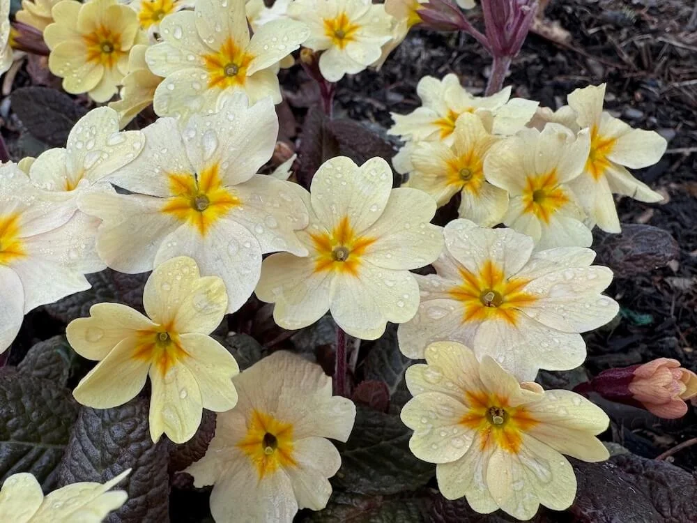 Primula vulgaris 'Prima Bella Creme' | Prima Bella Creme Primrose
