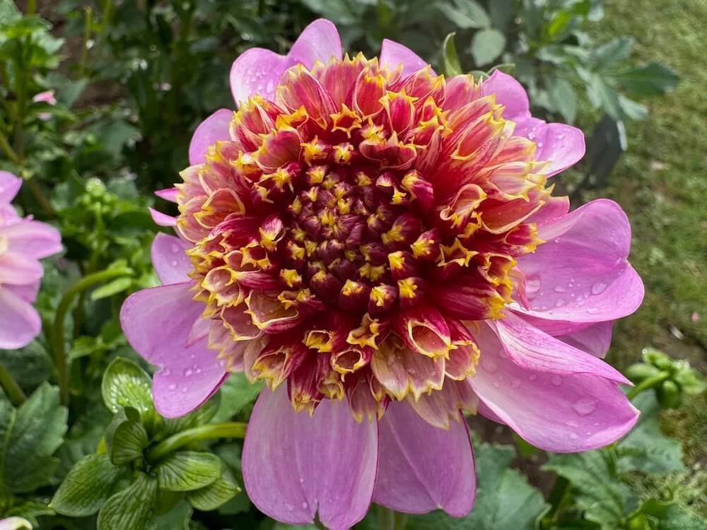 Dahlia 'Twilite' | Twilite Dahlia
