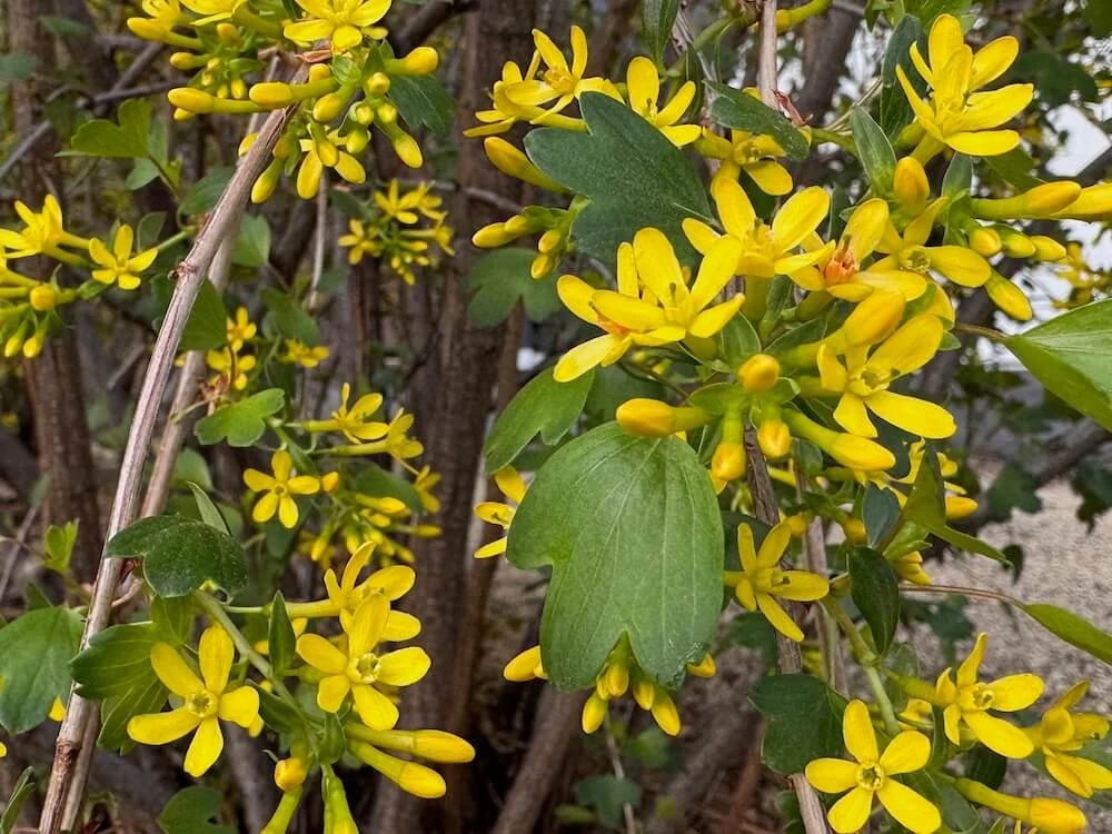 Ribes aureum 02.jpeg