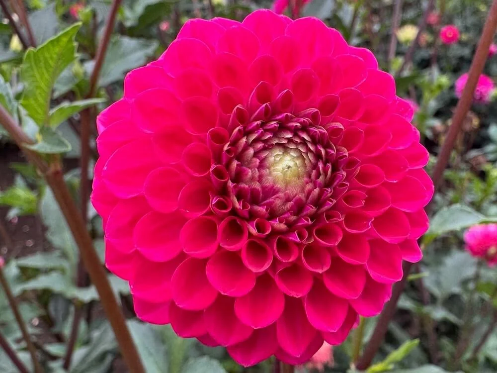 Dahlia 'Fatima' 02.jpeg