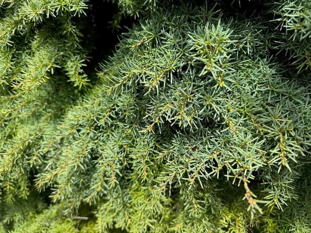 Tsuga mertensiana 'Elizabeth' 02.jpeg