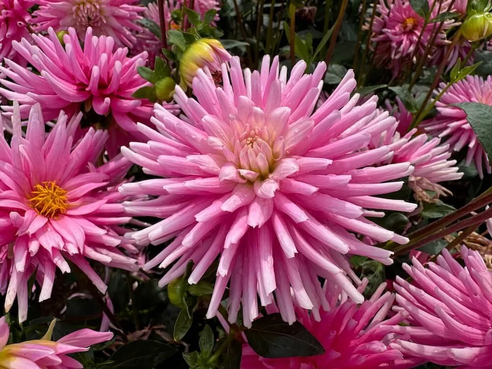 Dahlia 'First Kiss' 01.jpeg