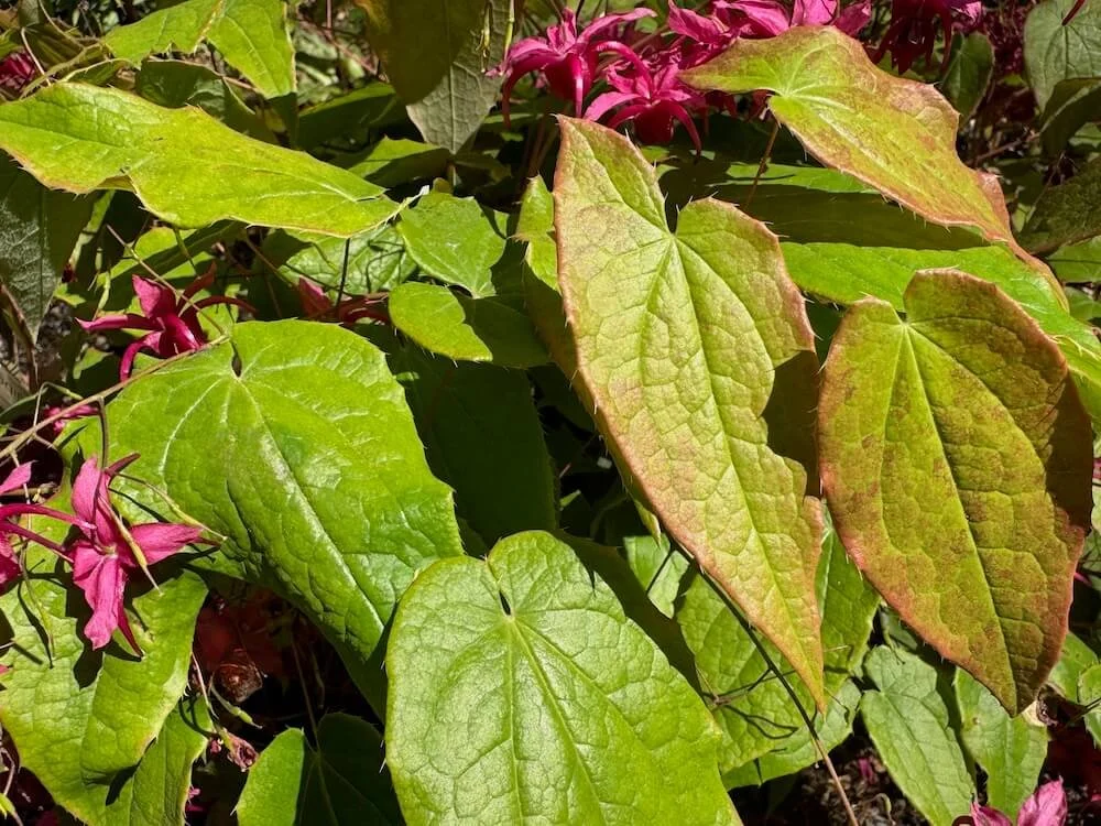Epimedium 'Royal Purple' 03.jpeg