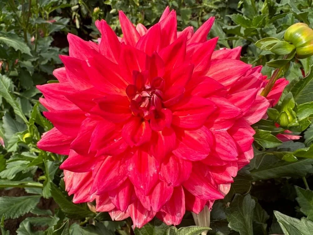 Dahlia 'Cooper Blaine' 02.jpeg
