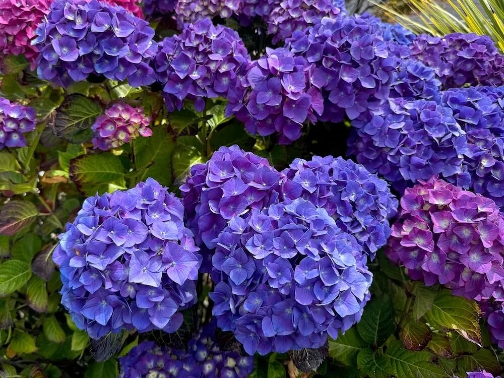 Hydrangea macrophylla 'SC-04-20' 02.jpeg