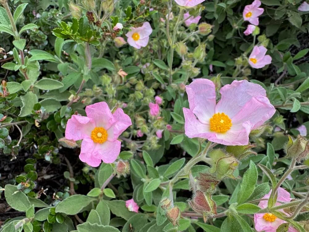 Cistus creticus ssp. incanus 04.jpeg