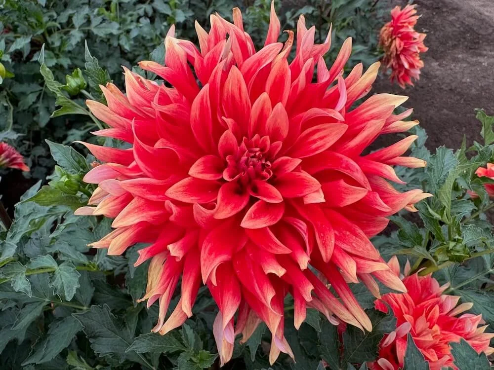 Dahlia 'Hot Tamale' 01.jpeg