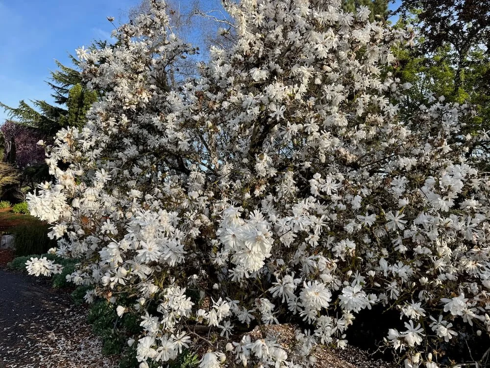 Magnolia stellata 'Royal Star' 03.jpeg