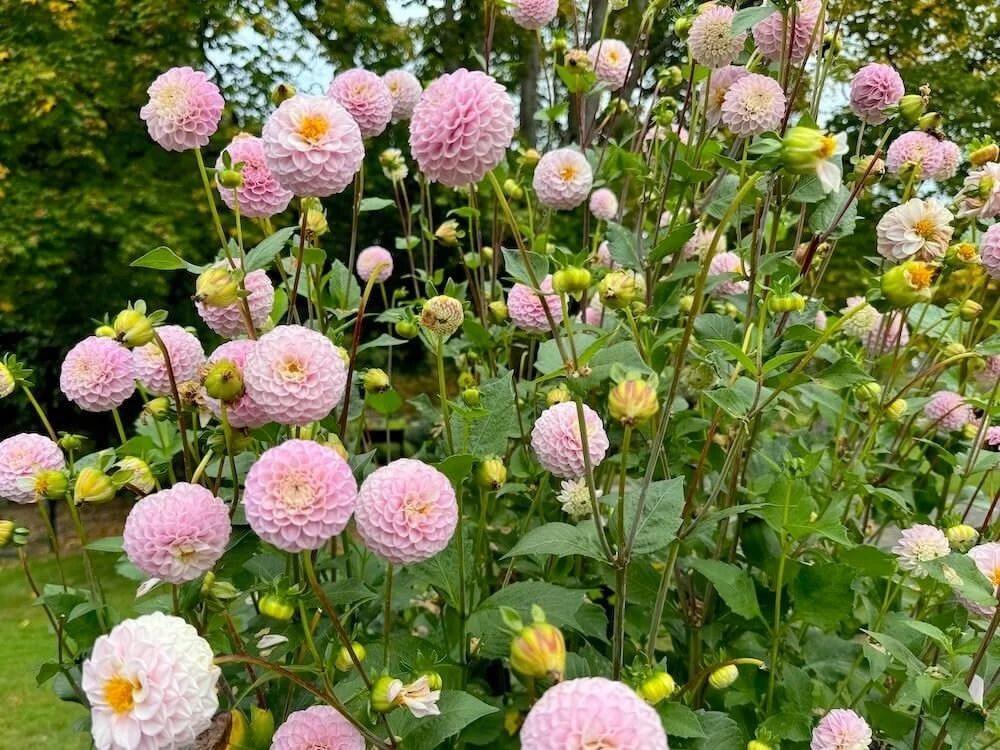 Dahlia 'Wizard of Oz' 03.jpeg